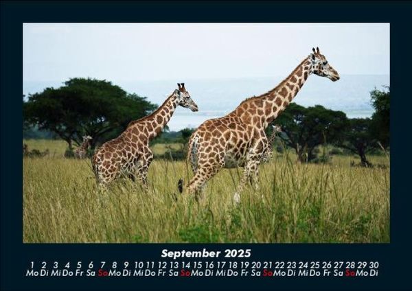 Produktbild: Giraffen 2025 Fotokalender DIN A5