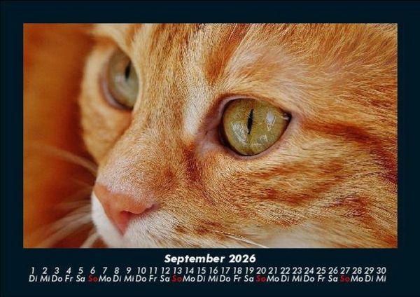 Produktbild: F&uuml;r Katzenfreunde 2026 Fotokalender DIN A5