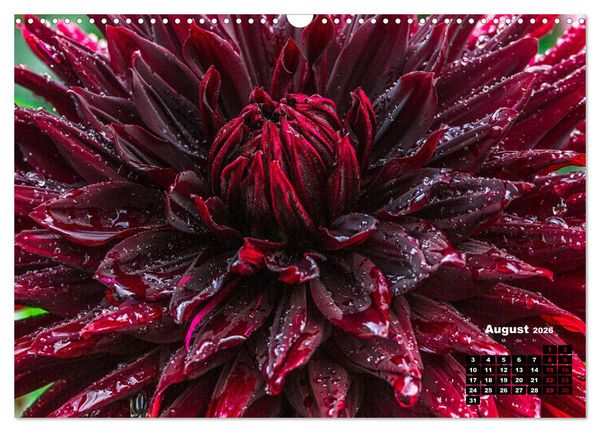 Produktbild: Im Herzen der Dahlie (Wandkalender 2026 DIN A3 quer), CALVENDO Monatskalender