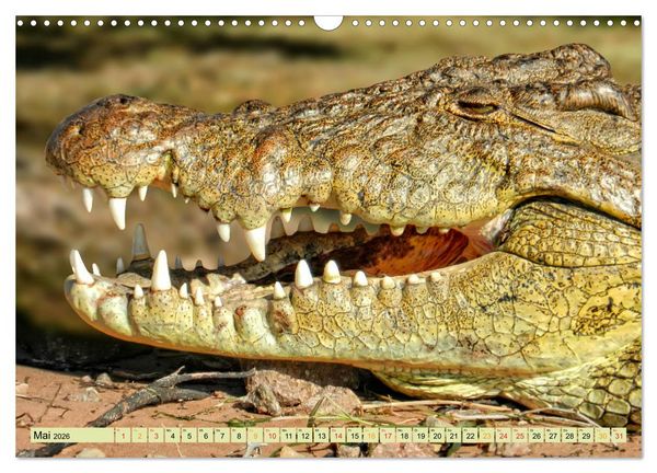 Produktbild: Urzeitreptilien - Krokodil (Wandkalender 2026 DIN A3 quer), CALVENDO Monatskalender