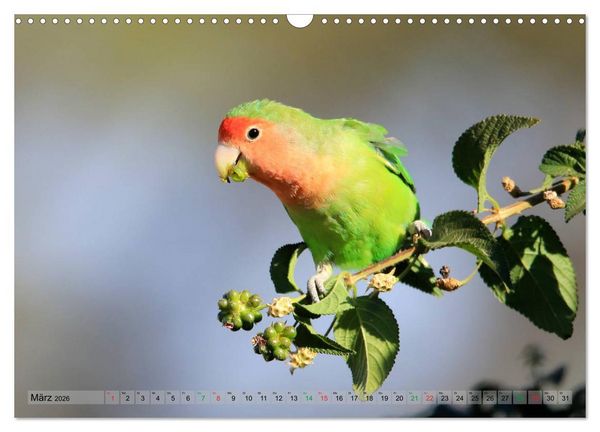 Produktbild: V&ouml;gel in Afrika - Magie der Farben (Wandkalender 2026 DIN A3 quer), CALVENDO Monatskalender