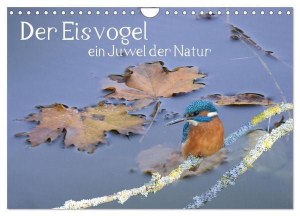 Produktbild: Der Eisvogel, ein Juwel der Natur (Wandkalender 2026 DIN A4 quer), CALVENDO Monatskalender