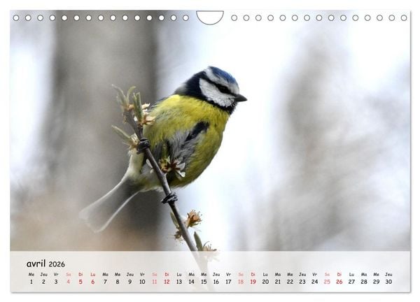 Produktbild: OISEAUX des Jardins et For&ecirc;ts (Calendrier mural 2026 DIN A4 vertical), CALVENDO calendrier mensuel