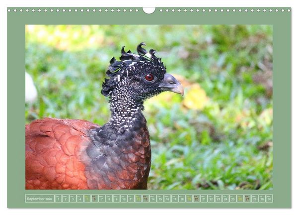 Produktbild: Some Costa Rican Birds (Wall Calendar 2026 DIN A3 landscape), CALVENDO 12 Month Wall Calendar