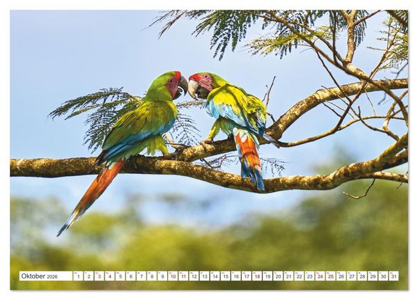 Produktbild: Costa Ricas gefiederte Pracht (Tischkalender 2026 DIN A5 quer), CALVENDO Monatskalender