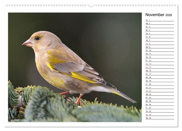 Produktbild: Gefiederte Freunde - Unsere heimischen Gartenv&ouml;gel (Wandkalender 2026 DIN A2 quer), CALVENDO Monatskalender