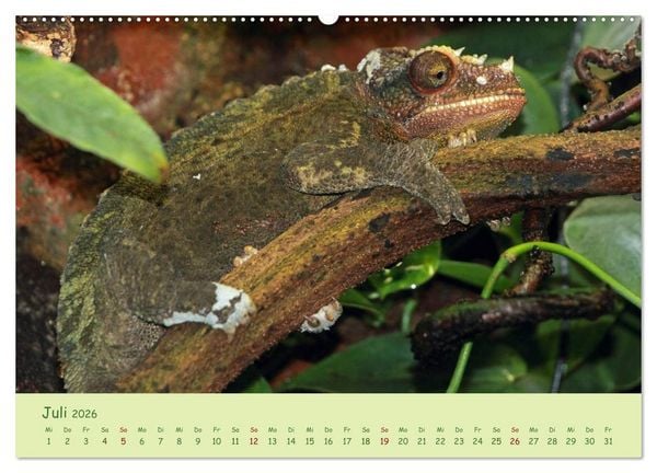 Produktbild: Augenblicke der Cham&auml;leons (hochwertiger Premium Wandkalender 2026 DIN A2 quer), Kunstdruck in Hochglanz