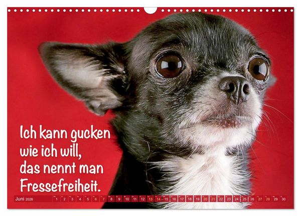 Produktbild: Chihuahua: Kleine Hunde, aber oho (Wandkalender 2026 DIN A3 quer), CALVENDO Monatskalender
