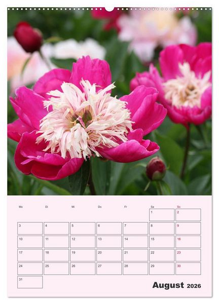 Produktbild: Pfingstrosen Rosen ohne Dornen (Wandkalender 2026 DIN A2 hoch), CALVENDO Monatskalender