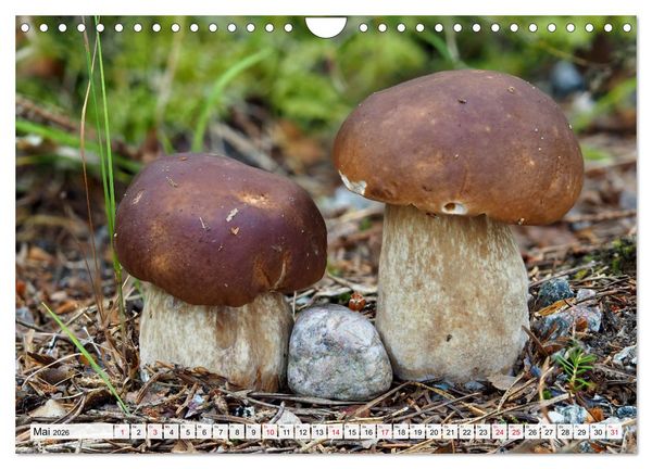 Produktbild: Pilze - tolle Funde (Wandkalender 2026 DIN A4 quer), CALVENDO Monatskalender