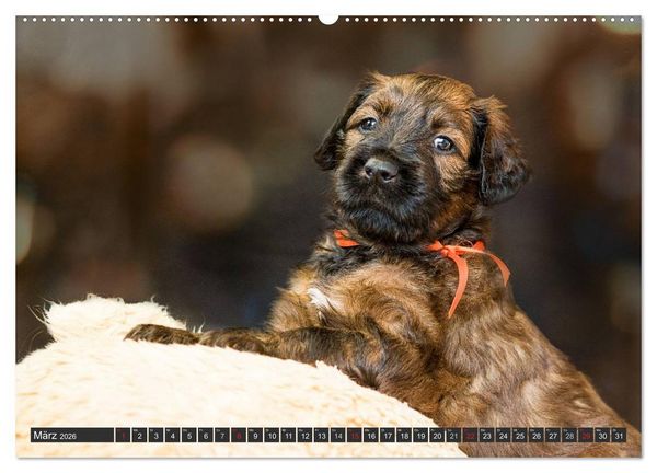 Produktbild: Briard-Welpen - Knuddelb&auml;ren zum Verlieben (hochwertiger Premium Wandkalender 2026 DIN A2 quer), Kunstdruck in Hochglanz
