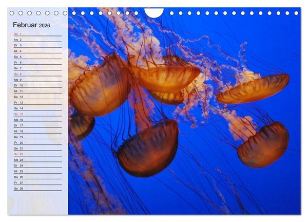 Produktbild: Quallen. Die Welt der Medusen (Wandkalender 2026 DIN A4 quer), CALVENDO Monatskalender