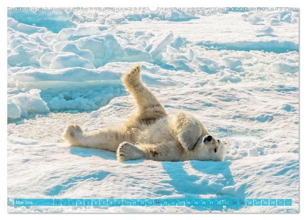 Produktbild: Eisb&auml;ren: Lebensk&uuml;nstler im Eis (hochwertiger Premium Wandkalender 2026 DIN A2 quer), Kunstdruck in Hochglanz