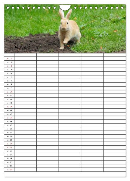 Produktbild: Meerschweinchen und Kaninchen Familienplaner (Wandkalender 2026 DIN A4 hoch), CALVENDO Monatskalender