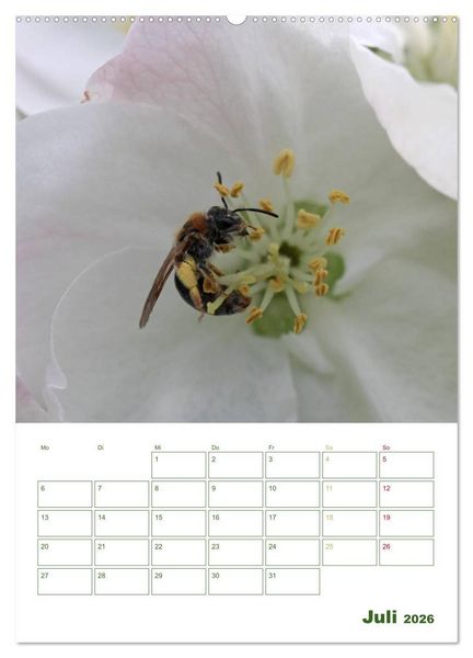 Produktbild: Bienen-Terminplaner 2026 (Wandkalender 2026 DIN A2 hoch), CALVENDO Monatskalender
