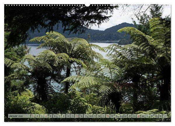 Produktbild: Prim&auml;rwald - Neuseeland (hochwertiger Premium Wandkalender 2026 DIN A2 quer), Kunstdruck in Hochglanz