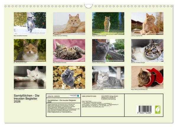 Produktbild: Samtpf&ouml;tchen - Die treusten Begleiter 2026 (Wandkalender 2026 DIN A3 quer), CALVENDO Monatskalender
