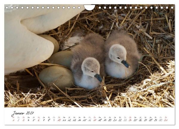 Produktbild: Vom K&uuml;ken zum Schwan (Wandkalender 2027 DIN A4 quer), CALVENDO Monatskalender