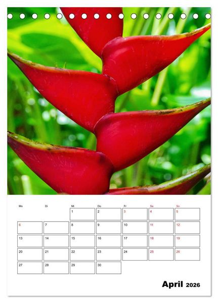 Produktbild: Karibik pur - mit Charme und Zauber (Tischkalender 2026 DIN A5 hoch), CALVENDO Monatskalender