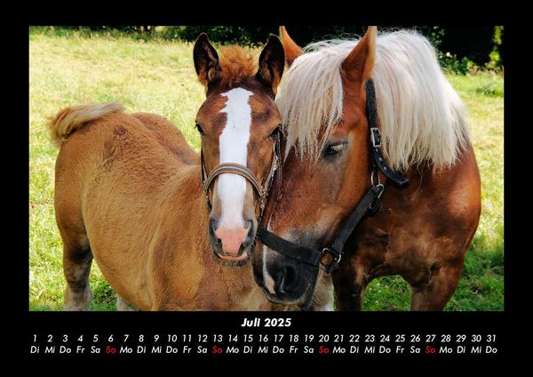 Produktbild: Pferdegefl&uuml;ster 2025 Fotokalender DIN A3