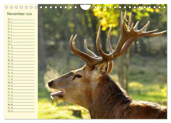 Produktbild: Begegnungen. DER HIRSCH (Wandkalender 2026 DIN A4 quer), CALVENDO Monatskalender
