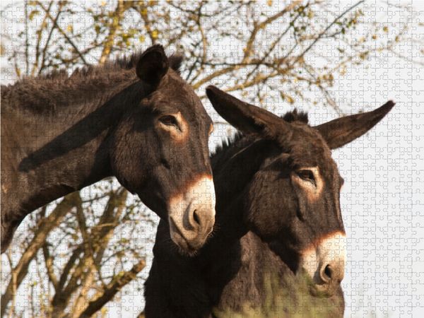 Produktbild: CALVENDO Puzzle Esel unter sich 1000 Teile Lege-Gr&ouml;&szlig;e 64 x 48 cm Foto-Puzzle Bild von Meike B&ouml;lts