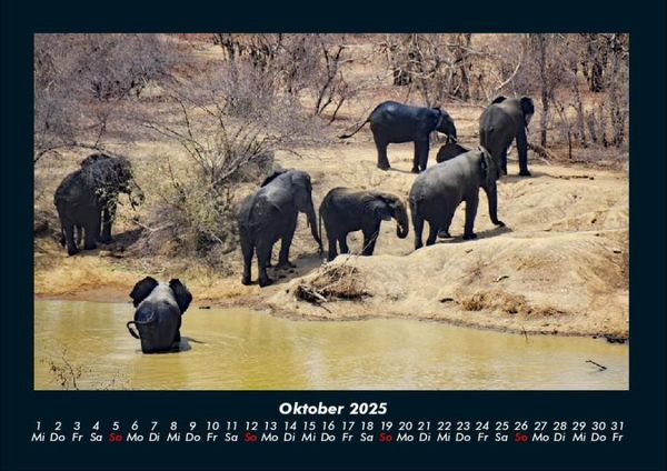 Produktbild: Der Elefantenkalender 2025 Fotokalender DIN A4