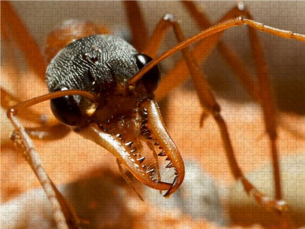Produktbild: CALVENDO Puzzle Exotische Ameisen 1000 Teile Lege-Gr&ouml;&szlig;e 64 x 48 cm Foto-Puzzle Bild von Roland St&ouml;rmer
