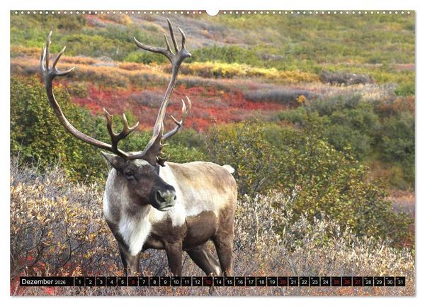 Produktbild: Alaska - Weites Land (Wandkalender 2026 DIN A2 quer), CALVENDO Monatskalender
