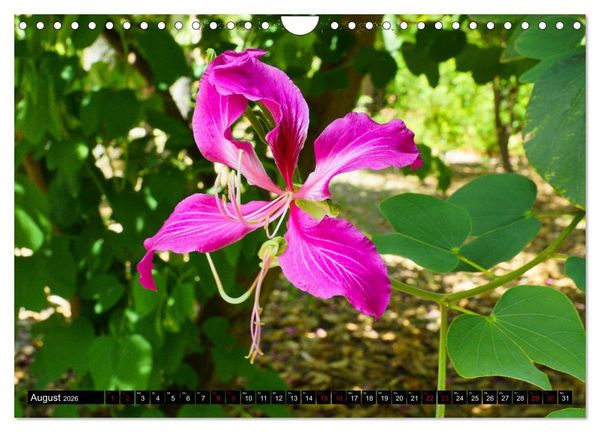 Produktbild: Botanischer Garten Palermo (Wandkalender 2026 DIN A4 quer), CALVENDO Monatskalender