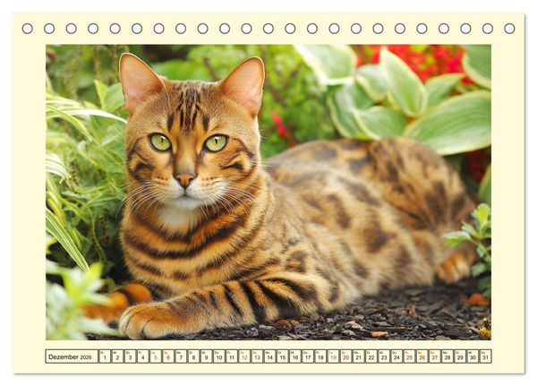 Produktbild: Bengalkatzen. Der elegante Mini-Leopard im Garten (Tischkalender 2026 DIN A5 quer), CALVENDO Monatskalender