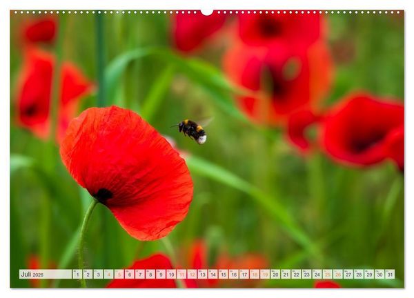 Produktbild: Bienen und Hummeln in Aktion (hochwertiger Premium Wandkalender 2026 DIN A2 quer), Kunstdruck in Hochglanz