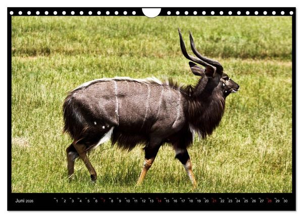 Produktbild: S&Uuml;DAFRIKA Augenblicke (Wandkalender 2026 DIN A4 quer), CALVENDO Monatskalender