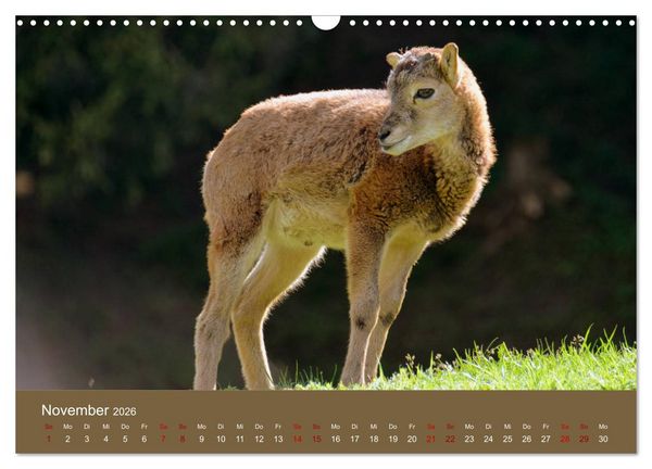 Produktbild: Die lieben Kleinen ... Tierkinder einfach zum Knuddeln (Wandkalender 2026 DIN A3 quer), CALVENDO Monatskalender