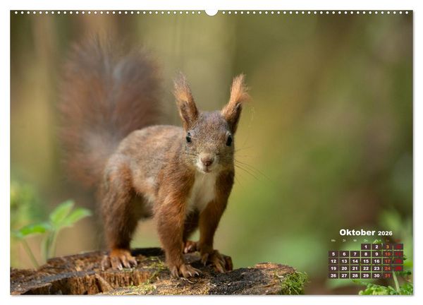 Produktbild: Das Eurasische Eichh&ouml;rnchen - Kunterbuntes Waldtreiben (hochwertiger Premium Wandkalender 2026 DIN A2 quer), Kunstdruck in Hochglanz