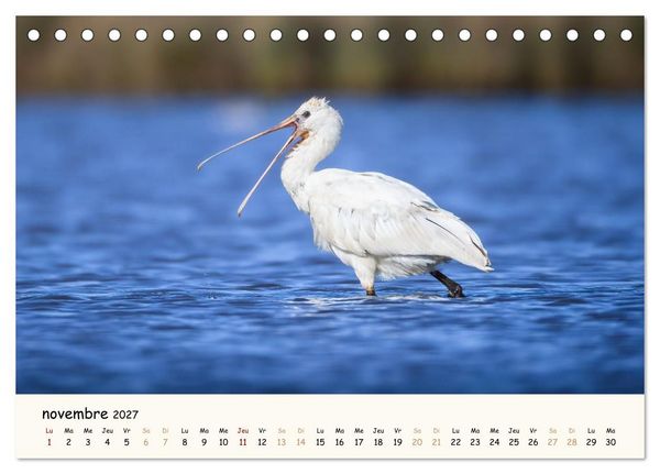 Produktbild: Chuchotements d'ailes - Une ann&eacute;e dans l'intimit&eacute; des oiseaux (Calendrier de bureau 2027 DIN A5 vertical), CALVENDO calendrier mensuel