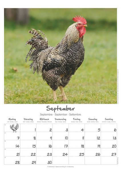 Produktbild: Hühner Kalender im Format 29,7 x 42