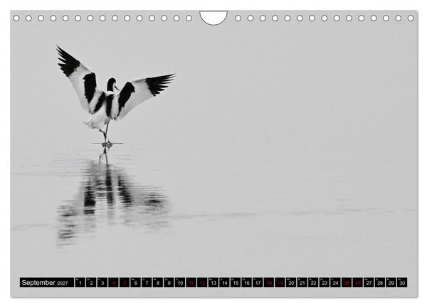Produktbild: Mallorcas V&ouml;gel (Wandkalender 2027 DIN A4 quer), CALVENDO Monatskalender