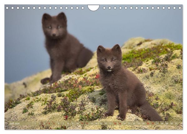 Produktbild: Polarfuchs-Welpen (Wandkalender 2026 DIN A4 quer), CALVENDO Monatskalender