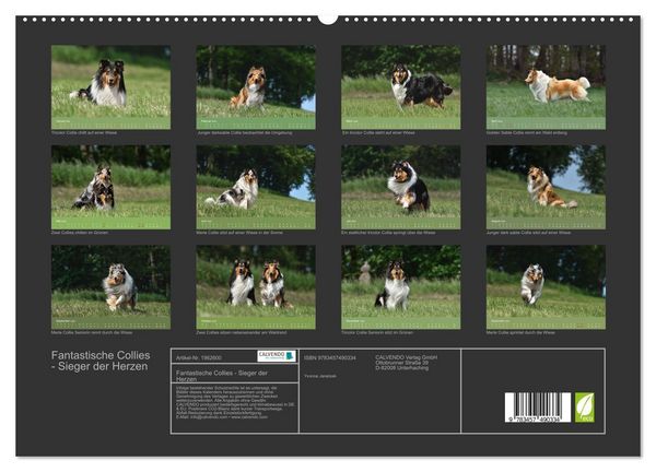 Produktbild: Fantastische Collies - Sieger der Herzen (hochwertiger Premium Wandkalender 2026 DIN A2 quer), Kunstdruck in Hochglanz