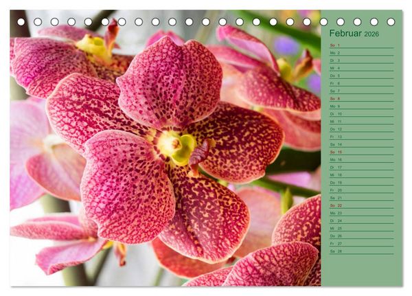 Produktbild: Farbzauber Natur Orchideen - CH Version (Tischkalender 2026 DIN A5 quer), CALVENDO Monatskalender