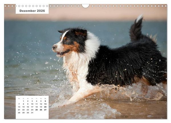 Produktbild: Rassehunde (Wandkalender 2026 DIN A3 quer), CALVENDO Monatskalender