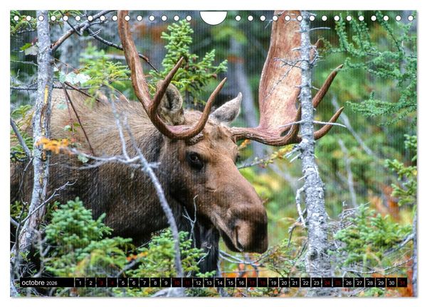 Produktbild: LE G&Eacute;ANT DES FOR&Ecirc;TS CANADIENNES (Calendrier mural 2026 DIN A4 vertical), CALVENDO calendrier mensuel