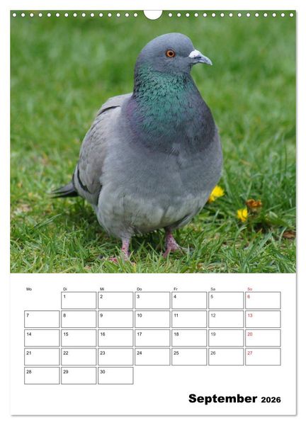 Produktbild: Tauben Terminplaner (Wandkalender 2026 DIN A3 hoch), CALVENDO Monatskalender