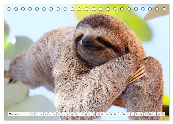 Produktbild: Hallo! Aufwachen! Kann bitte mal jemand das Faultier wecken? (Tischkalender 2026 DIN A5 quer), CALVENDO Monatskalender