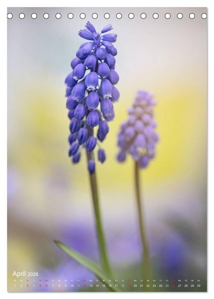 Produktbild: NATUR PUR Kleine Blumen am Wegesrand (Tischkalender 2026 DIN A5 hoch), CALVENDO Monatskalender