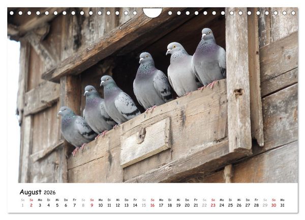 Produktbild: Hans der Bauer und seine Tiere auf dem Bauernhof (Wandkalender 2026 DIN A4 quer), CALVENDO Monatskalender