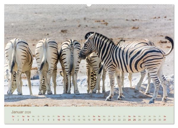 Produktbild: Zebras in Afrika (hochwertiger Premium Wandkalender 2026 DIN A2 quer), Kunstdruck in Hochglanz