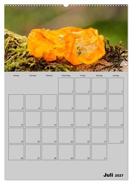Produktbild: Quer durch die Pilze (Wandkalender 2027 DIN A2 hoch), CALVENDO Monatskalender