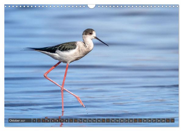 Produktbild: Die sch&ouml;nsten Brutv&ouml;gel Lanzarotes (Wandkalender 2027 DIN A3 quer), CALVENDO Monatskalender